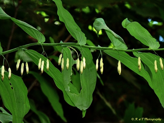 {Polygonatum biflorum}